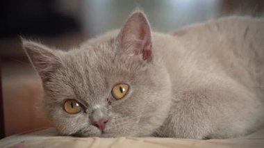 Soylu gri evcil kedi dairede yüksek bir sandalyede uyuyor. Kedi güneşte bir sandalyede güneşleniyor. Uyuyan güzel kedi uyuyor..