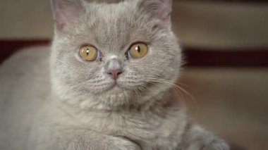 Soylu gri evcil kedi dairede yüksek bir sandalyede uyuyor. Kedi güneşte bir sandalyede güneşleniyor. Uyuyan güzel kedi uyuyor..