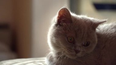 Safkan gri evcil kedi apartmandaki yüksek bir sandalyede esniyor. Kedi güneşte bir sandalyede güneşleniyor. Uyuyan güzel kedi uyuyor..