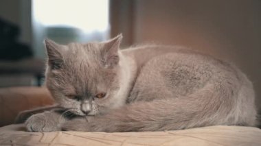 Safkan, gri evcil kedi evdeki yüksek bir sandalyeyi yıkıyor ve yalıyor. Kedi güneşte bir sandalyede güneşleniyor. Uyuyan güzel kedi uyuyor..
