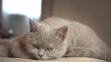 Soylu gri evcil kedi dairede yüksek bir sandalyede uyuyor. Kedi güneşte bir sandalyede güneşleniyor. Uyuyan güzel kedi uyuyor..