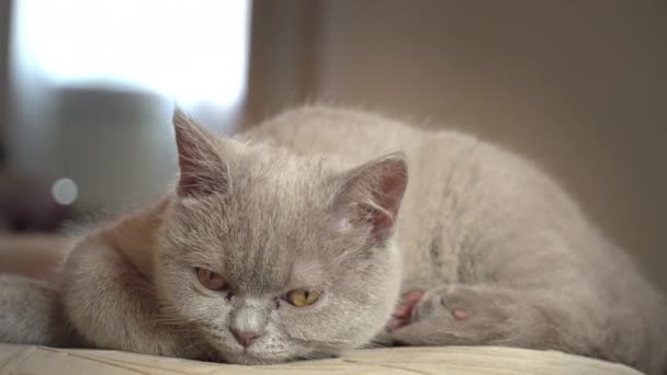 Pedigrí Gris Gato Doméstico Duerme Una Silla Alta Apartamento Gato — Vídeos de Stock