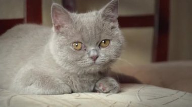 Soylu gri evcil kedi dairede yüksek bir sandalyede uyuyor. Kedi güneşte bir sandalyede güneşleniyor. Uyuyan güzel kedi uyuyor..