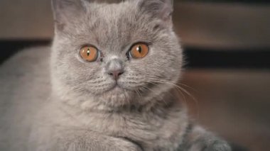 Soylu gri evcil kedi dairede yüksek bir sandalyede uyuyor. Kedi güneşte bir sandalyede güneşleniyor. Uyuyan güzel kedi uyuyor..
