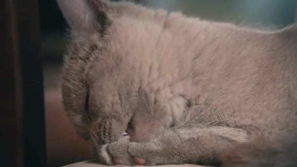 Thoroughbred Grå Tamkatt Tvättar Och Slickar Barnstol Lägenheten Katten Solar — Stockvideo