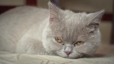 Soylu gri evcil kedi dairede yüksek bir sandalyede uyuyor. Kedi güneşte bir sandalyede güneşleniyor. Uyuyan güzel kedi uyuyor..