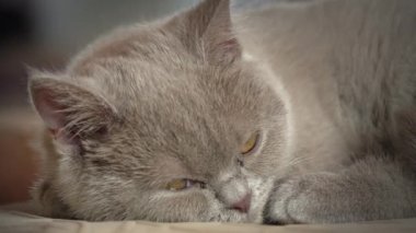 Soylu gri evcil kedi dairede yüksek bir sandalyede uyuyor. Kedi güneşte bir sandalyede güneşleniyor. Uyuyan güzel kedi uyuyor..