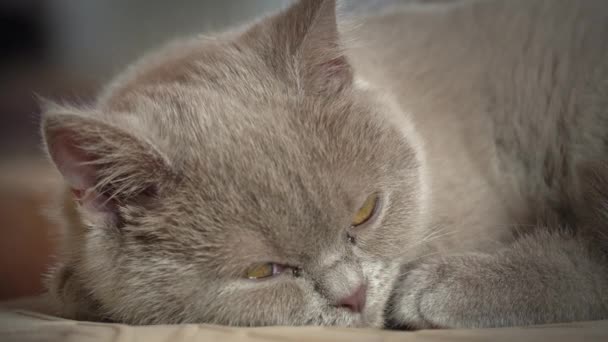 Rodowód Szary Domowy Kot Sypiam Wysoki Krzesło Mieszkanie Kot Pławi — Wideo stockowe