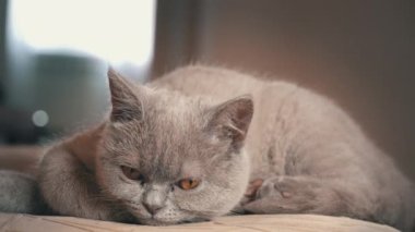 Soylu gri evcil kedi dairede yüksek bir sandalyede uyuyor. Kedi güneşte bir sandalyede güneşleniyor. Uyuyan güzel kedi uyuyor..
