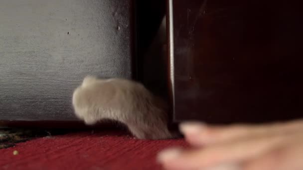 Szürke Macskák Emberi Ujjakkal Játszanak Ágy Alól Egy Macska Játszik — Stock videók