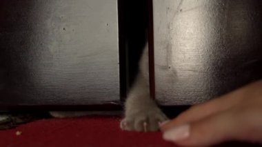 Gri kediler yatağın altından insan parmaklarıyla oynarlar. Bir kedi insanlarla oynar. Keskin pençeli bir kedi yavrusunun oynak pençesi.