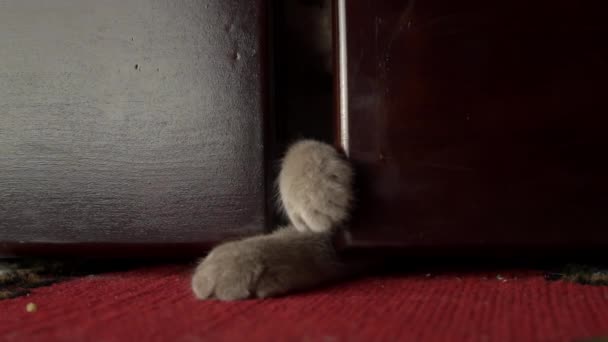 Pata Cinzenta Dos Gatos Brinca Com Dedos Humanos Debaixo Cama — Vídeo de Stock