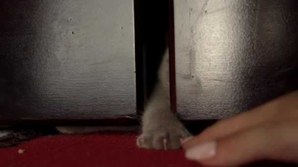Gri Kediler Yatağın Altından Insan Parmaklarıyla Oynarlar Bir Kedi Insanlarla — Stok video