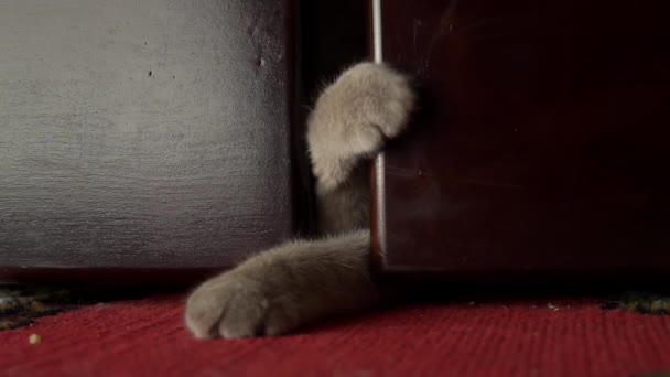 灰猫的爪子在床底下用人类的手指玩耍 猫与人玩耍 有锋利爪子的小猫咪的顽皮爪子 — 图库视频影像