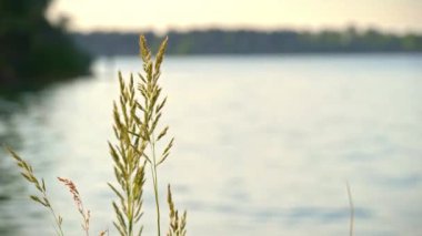 Doğadaki çimler nehrin yakınında rüzgarda sallanıyor. Nehir kıyısı çimlerle kaplı. Ekran koruyucu için güzel bir doğa.