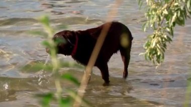 Mutlu köpek sıcak bir yaz gününde nehirde banyo yapar ve yüzer. Vahşi hayvanlar gibi. Bir adamın arkadaşı suda yüzüyor..