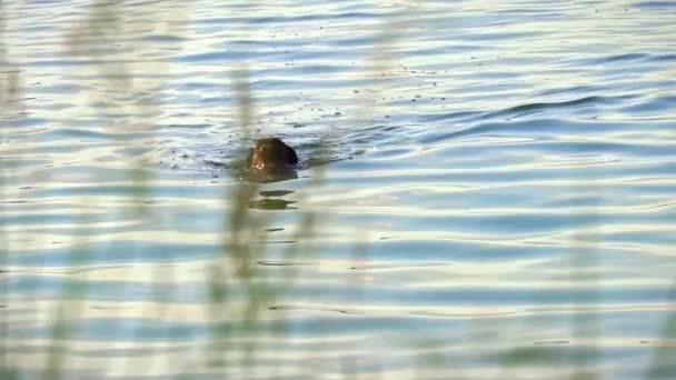 Glücklicher Hund Badet Und Schwimmt Fluss Einem Heißen Sommertag Haustiere — Stockvideo