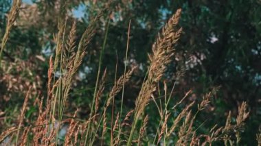 Doğadaki çimler nehrin yakınında rüzgarda sallanıyor. Nehir kıyısı çimlerle kaplı. Ekran koruyucu için güzel bir doğa.