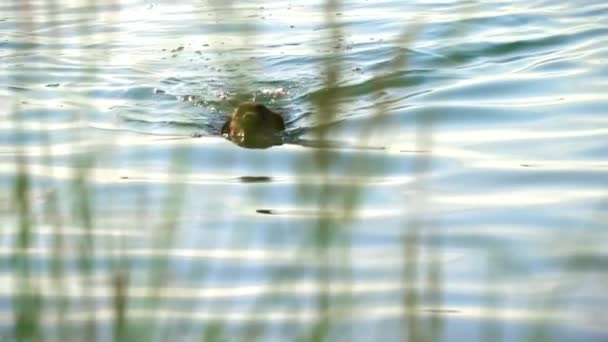 Šťastný Pes Koupe Plave Řece Horkého Letního Dne Domácí Zvířata — Stock video
