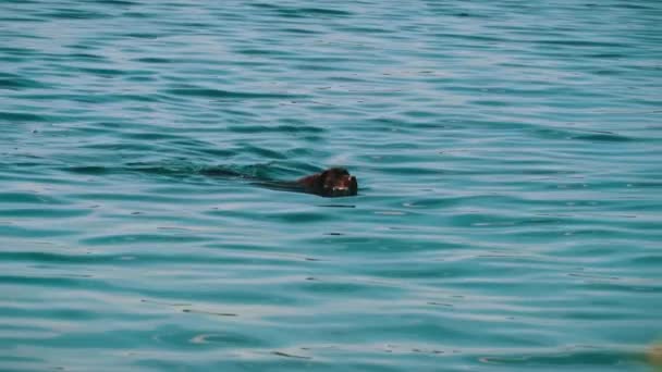 暑い夏の日には 川で幸せな犬風呂と水泳 野生のペット 水の中で男の友人がフリルを泳ぐ — ストック動画