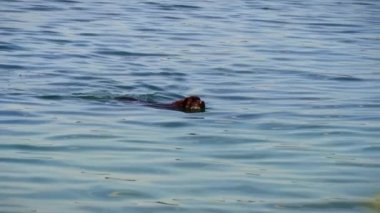 Mutlu köpek sıcak bir yaz gününde nehirde banyo yapar ve yüzer. Vahşi hayvanlar gibi. Bir adamın arkadaşı suda yüzüyor..
