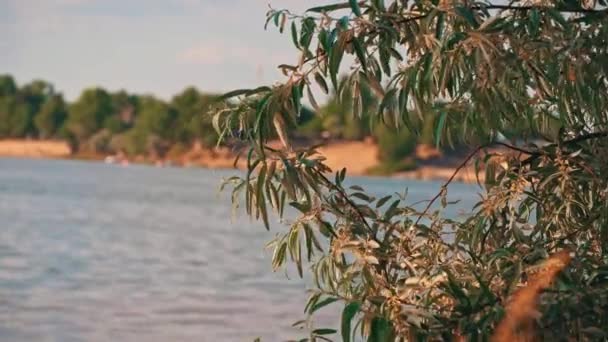 Árvores Natureza Desenvolvem Vento Perto Rio Margem Rio Está Repleta — Vídeo de Stock
