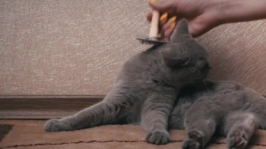 Mans bir tarak ile gri İskoç kedi taradı. Ev sahibesinin eli, kedinin saçını ahşap tarakla tarar. Dökülme döneminde evcil hayvanlara bakmak. Kedi tüylerini özel bir tarama aletiyle temizlemek..
