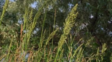 Doğadaki çimler nehrin yakınında rüzgarda sallanıyor. Nehir kıyısı çimlerle kaplı. Ekran koruyucu için güzel bir doğa.