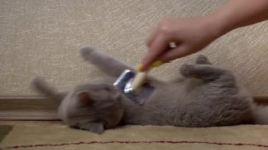 Mans bir tarak ile gri İskoç kedi taradı. Ev sahibesinin eli, kedinin saçını ahşap tarakla tarar. Dökülme döneminde evcil hayvanlara bakmak. Kedi tüylerini özel bir tarama aletiyle temizlemek..