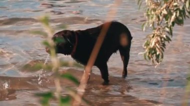 Mutlu köpek sıcak bir yaz gününde nehirde banyo yapar ve yüzer. Vahşi hayvanlar gibi. Bir adamın arkadaşı suda yüzüyor..