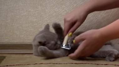 Mans bir tarak ile gri İskoç kedi taradı. Ev sahibesinin eli, kedinin saçını ahşap tarakla tarar. Dökülme döneminde evcil hayvanlara bakmak. Kedi tüylerini özel bir tarama aletiyle temizlemek..