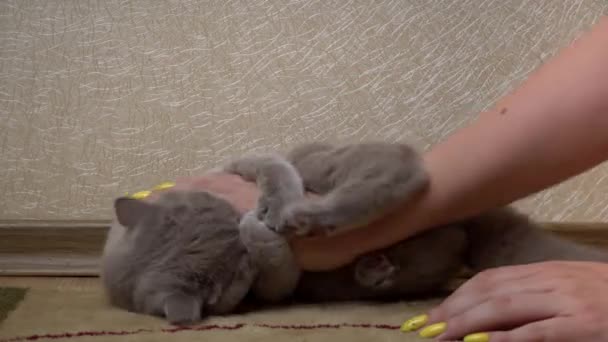 Mans Kézzel Fésüli Szürke Skót Macskát Egy Fésűvel Gazdasszony Keze — Stock videók