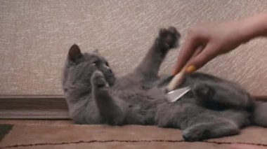 Mans bir tarak ile gri İskoç kedi taradı. Ev sahibesinin eli, kedinin saçını ahşap tarakla tarar. Dökülme döneminde evcil hayvanlara bakmak. Kedi tüylerini özel bir tarama aletiyle temizlemek..
