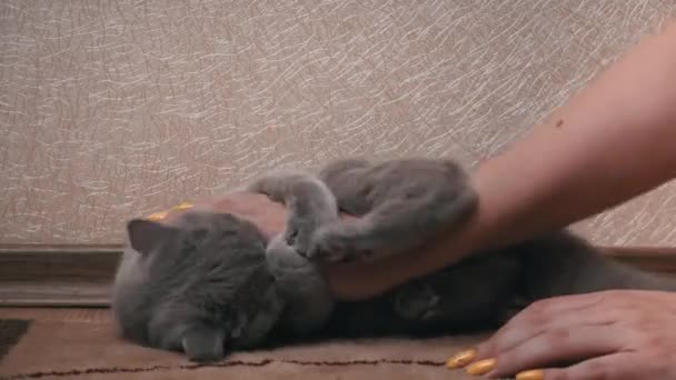 Mans Hand Kamt Grijze Schotse Kat Met Een Kam Hand — Stockvideo