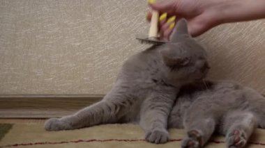 Mans bir tarak ile gri İskoç kedi taradı. Ev sahibesinin eli, kedinin saçını ahşap tarakla tarar. Dökülme döneminde evcil hayvanlara bakmak. Kedi tüylerini özel bir tarama aletiyle temizlemek..