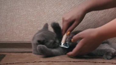 Mans bir tarak ile gri İskoç kedi taradı. Ev sahibesinin eli, kedinin saçını ahşap tarakla tarar. Dökülme döneminde evcil hayvanlara bakmak. Kedi tüylerini özel bir tarama aletiyle temizlemek..