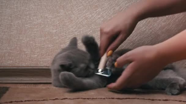 曼斯用梳子梳理灰蒙蒙的苏格兰猫 女主人的手用木制梳子梳理猫的头发 脱落期间照顾宠物 用特殊的梳子清洁猫毛 — 图库视频影像