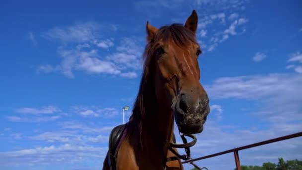 Horses Eyes Blink Close Horses Muzzle Copy Space Horse Saddle — Video