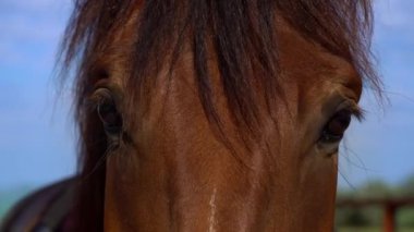 Horses eyes blink close-up, the horses muzzle copy space. The horse in the saddle is waiting. Horse hair flutters in the wind. Sunny day. Agriculture. Grazing horses without a shepherd.