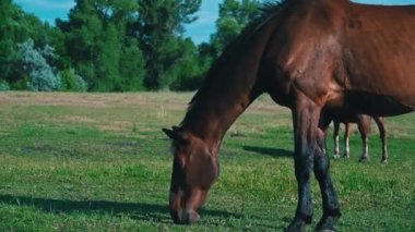 Horses eyes blink close-up, the horses muzzle copy space. The horse in the saddle is waiting. Horse hair flutters in the wind. Sunny day. Agriculture. Grazing horses without a shepherd.