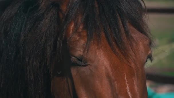 Horses Eyes Blink Close Horses Muzzle Copy Space Horse Saddle — Vídeo de Stock