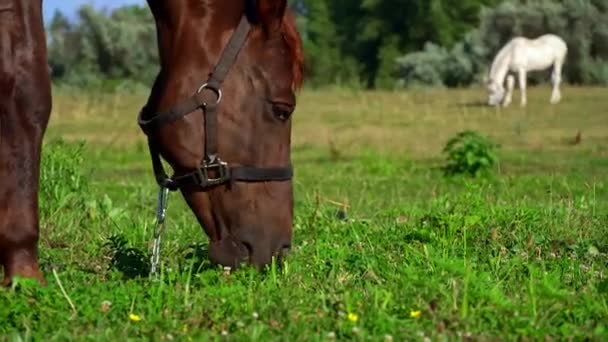 Horses Eyes Blink Close Horses Muzzle Copy Space Horse Saddle — Stock video