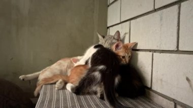 Homeless and sad mother cat feeds her adult kittens on the street. A wild homeless cat with a bunch of homeless kittens in a poor city. Hungry and beaten cat. Sad street pets.