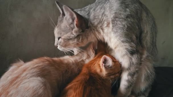 Бездомна Сумна Мати Кішка Годує Своїх Дорослих Кошенят Вулиці Дика — стокове відео