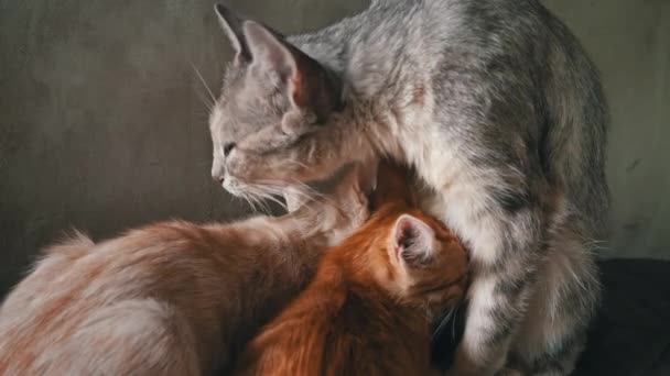 Homeless Sad Mother Cat Feeds Her Adult Kittens Street Wild — 비디오