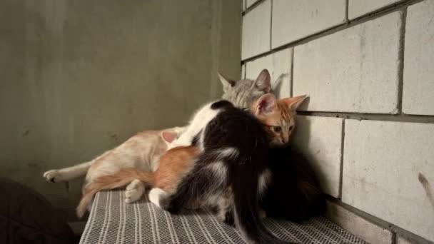 Homeless Sad Mother Cat Feeds Her Adult Kittens Street Wild — Vídeo de Stock