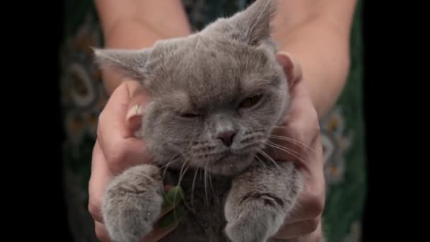 Girls Hands Scratching Cute Face Gray Cat Close Hostess Strokes — Vídeo de Stock