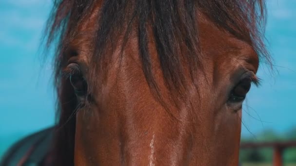 Horses Eyes Blink Close Horses Muzzle Copy Space Horse Saddle — Stock Video
