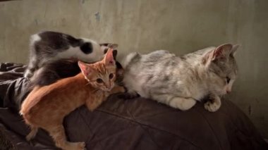 Homeless and sad mother cat feeds her adult kittens on the street. A wild homeless cat with a bunch of homeless kittens in a poor city. Hungry and beaten cat. Sad street pets.