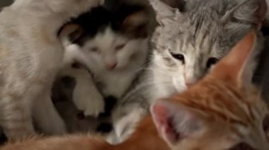 Homeless and sad mother cat feeds her adult kittens on the street. A wild homeless cat with a bunch of homeless kittens in a poor city. Hungry and beaten cat. Sad street pets.